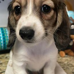 Dachshunds from Seabreeze Dachshunds