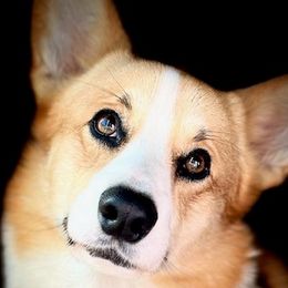 Potato - Pembroke Welsh Corgi