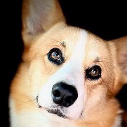 Potato - Pembroke Welsh Corgi