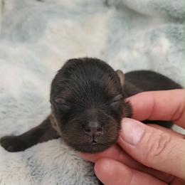 Boy 3 - Orange sable male Pomeranian puppy in Tulsa County, Oklahoma from CP Kennels