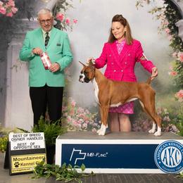 Caboose - Boxer