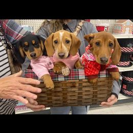 Dachshund Puppies from M & M Breeding