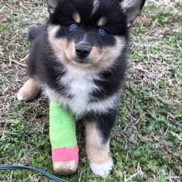 Arnie - Tri-color male Pomsky puppy in La Vergne, Tennessee from Atencio Pomsky