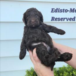 EDISTO - Brown male Bernedoodle puppy in St. George, South Carolina from Southern Hunters Mini Doodles