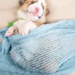 American Corgi and Pembroke Welsh Corgi Puppies from Constellation Corgi