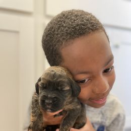 Saint Berdoodle Puppies from Big Paw Kennels