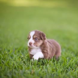 Australian Shepherd, Miniature Australian Shepherd, and Toy Australian Shepherd Puppies from Triple Lake Ranch Miniature Australian Shepherds