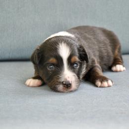 SLATE - Black tri male Miniature American Shepherd puppy in Bixby, Oklahoma from Roeboat Aussies