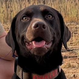 Labrador Retrievers from Charlotte Toney