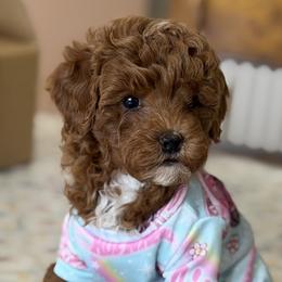 Cavapoos, Goldendoodles, Maltipoos, and Poodles from Precious Paws Ranch
