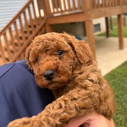 Woody - Red  male Goldendoodle puppy in Springfield, Tennessee from BK3 Miniature Goldendoodles