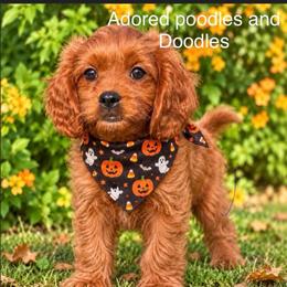 June - Red female Cavapoo puppy in Tucson, Arizona from Adored Poodle & Doodles