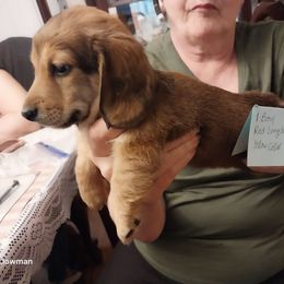 Boy 1 - Red male Dachshund puppy in Penn Run, Pennsylvania from Shannon’s Dachshunds