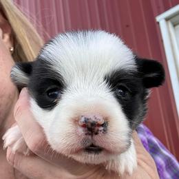 Female 2 - Black and tan female Pembroke Welsh Corgi puppy in New Auburn, Wisconsin from Cordell Corgis