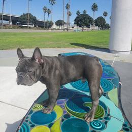 French Bulldog Puppies from Quality Control Frenchies
