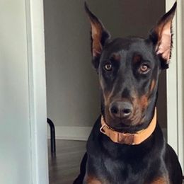 Doberman Pinschers from Kapu Kennels