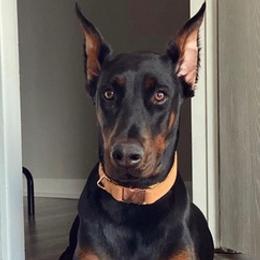 Doberman Pinschers from Kapu Kennels
