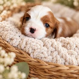 Dolly - Blenheim female Cavalier King Charles Spaniel puppy in Texarkana, Texas from Hidden Creek Cavaliers