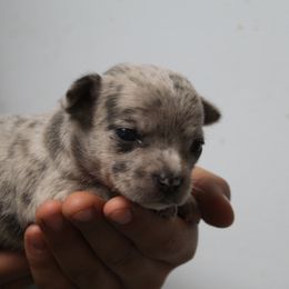 Jupiter - Blue merle female Chihuahua puppy in Willamina, Oregon from Cherished Chihuahuas