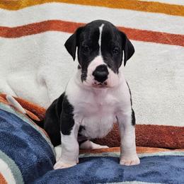Puppy 2 - Mantle female Great Dane puppy in Castle Rock, Washington from Uber Alles Great Danes
