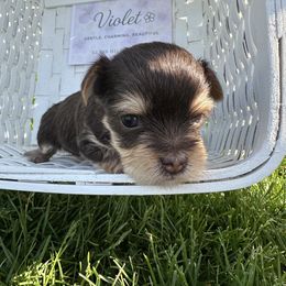 Girl 1 - Yorkshire Terrier puppy in Goode, Virginia from Glass Hill Yorkies