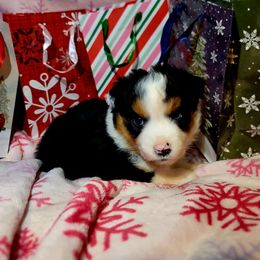 Dasher - Black tri-color female Australian Shepherd puppy in Blairsville, Georgia from Georgia Peach Aussies