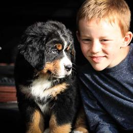 Bernese Mountain Dogs from Mission Valley Pups LLC