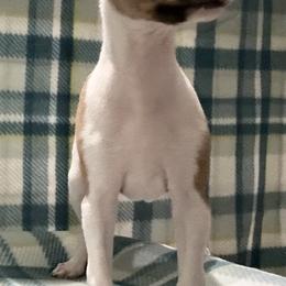 Green (Boy 2) - Red male Italian Greyhound puppy in Arkadelphia, Arkansas from Concordia