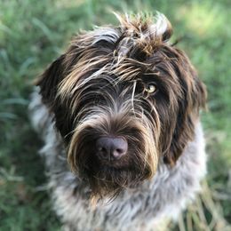 Lou - Wirehaired Pointing Griffon