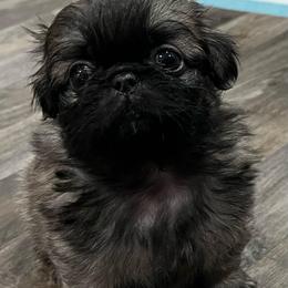Full AKC - Candi - Fawn sable female Pekingese puppy in Hustontown, Pennsylvania from Triple I Pekes