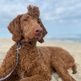 Poodles from New Hope Standard Poodles