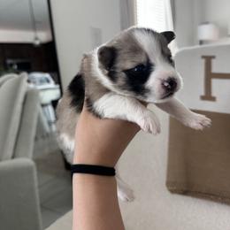 Pomsky Puppies from Velvet Pomskies