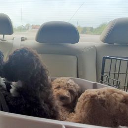 Poodle Puppies from Elliott's Elite Poodles