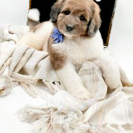 Buddy - Merle male Bernedoodle puppy in North Carolina from NC Doodle Puppies