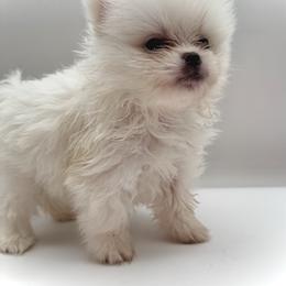 Amari - White female Pomeranian puppy in Brandon, Vermont from Poms All Day