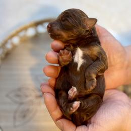 Princess Tiana - Brown female Bernedoodle puppy in Munster, Indiana from Miranda’s Sunshine Poodles and Doodles