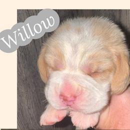 Willow - Red and white male Beagle puppy in Viper, Kentucky from Mountain Top