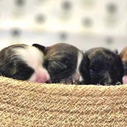 Shihpoos from B&B Designer Shihpoo’s
