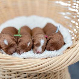 Cavapoo puppies from Coffey House Doodles