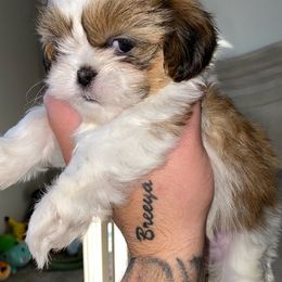Shih Tzus from Shih Tzu Puppies LV