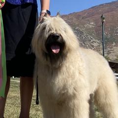 Paisley - Bouvier des Flandres