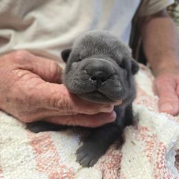 Hamilton - Blue male Chinese Shar-Pei puppy in Four Oaks, North Carolina from DCSHARPEI