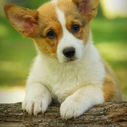 Pembroke Welsh Corgi Puppies from Royal Ridge Corgis