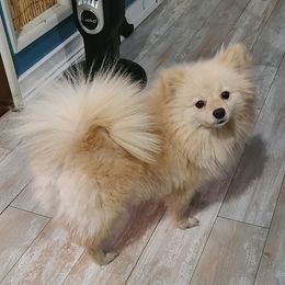 Pixie - Pomeranian