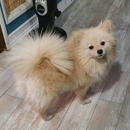 Pixie - Pomeranian