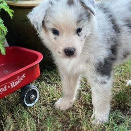Australian Shepherd Puppies from Red Wagon Aussies