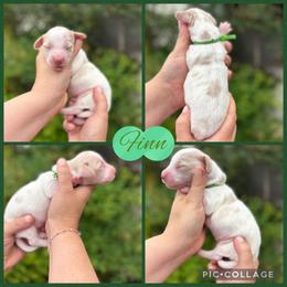 Finn - Piebald male Dachshund puppy in Wichita Falls, Texas from Long Dogs in The Falls