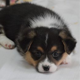 Pembroke Welsh Corgi Puppies from Smiling J Ranch Corgis