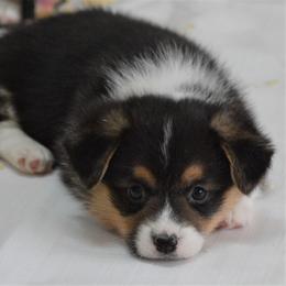 Pembroke Welsh Corgi Puppies from Smiling J Ranch Corgis