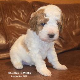 Blue Boy - Parti male Goldendoodle puppy in Coppell, Texas from Bethel Stream Goldendoodles